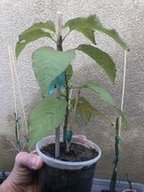 Black Cherry Tree - Live Organic 2-4" Plant in Pot - Rare - Delicious Sour-Sweet image 4