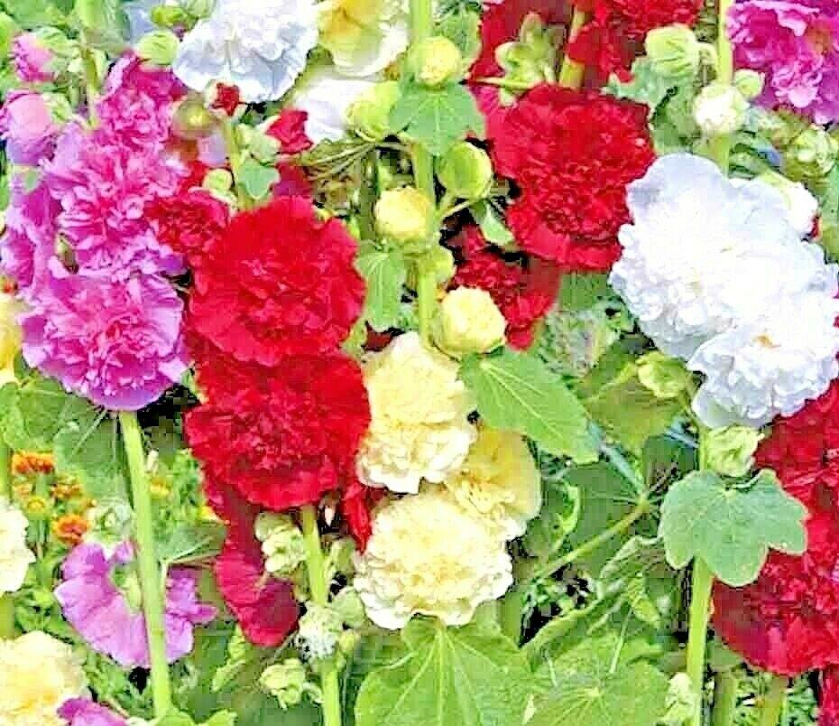 DWARF HOLLYHOCK QUEENY MIX 60 SEEDS FLOWERS BORDERS COMBINED SHIPPING