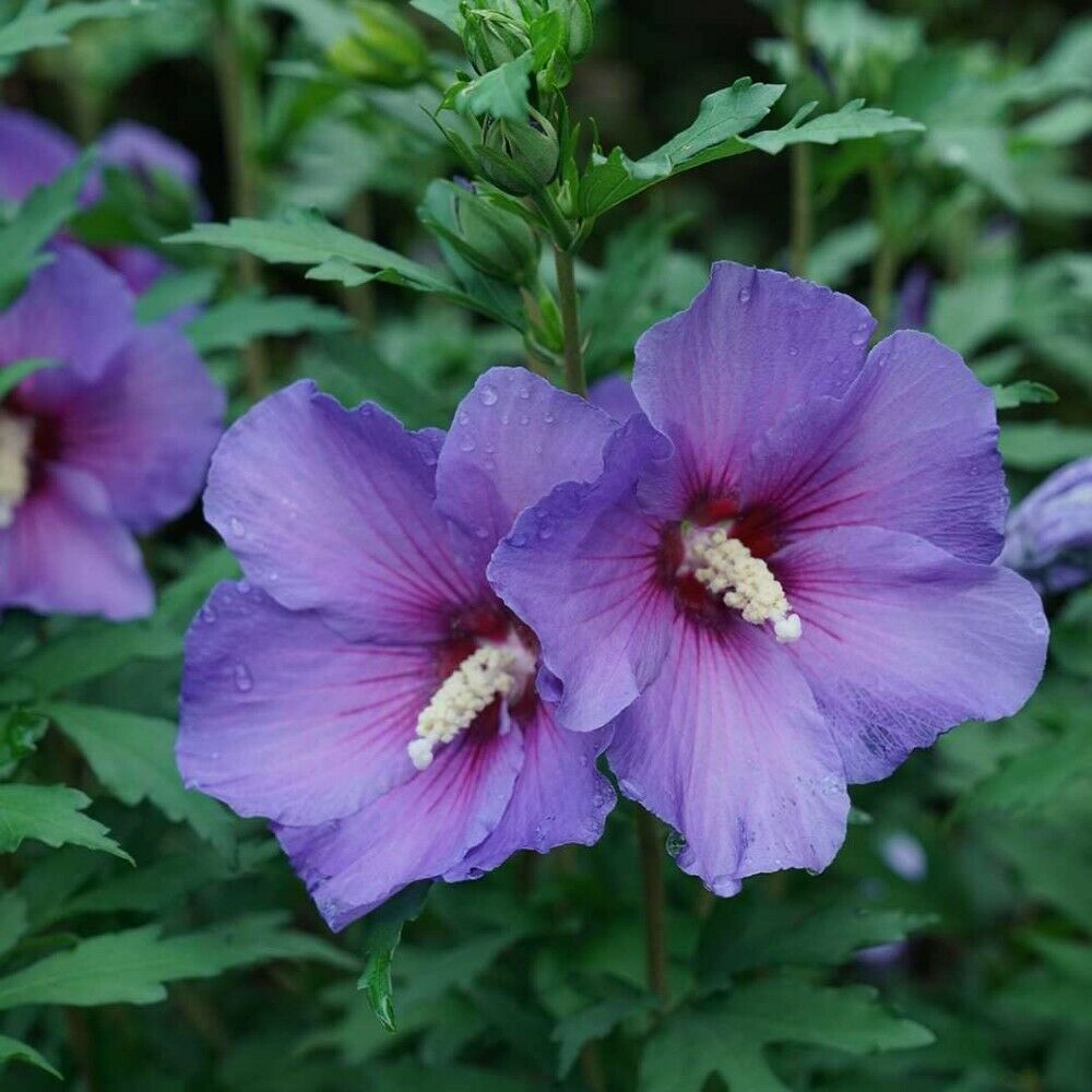 Live Plant Hibiscus PARAPLU Violet Rose of Sharon 4