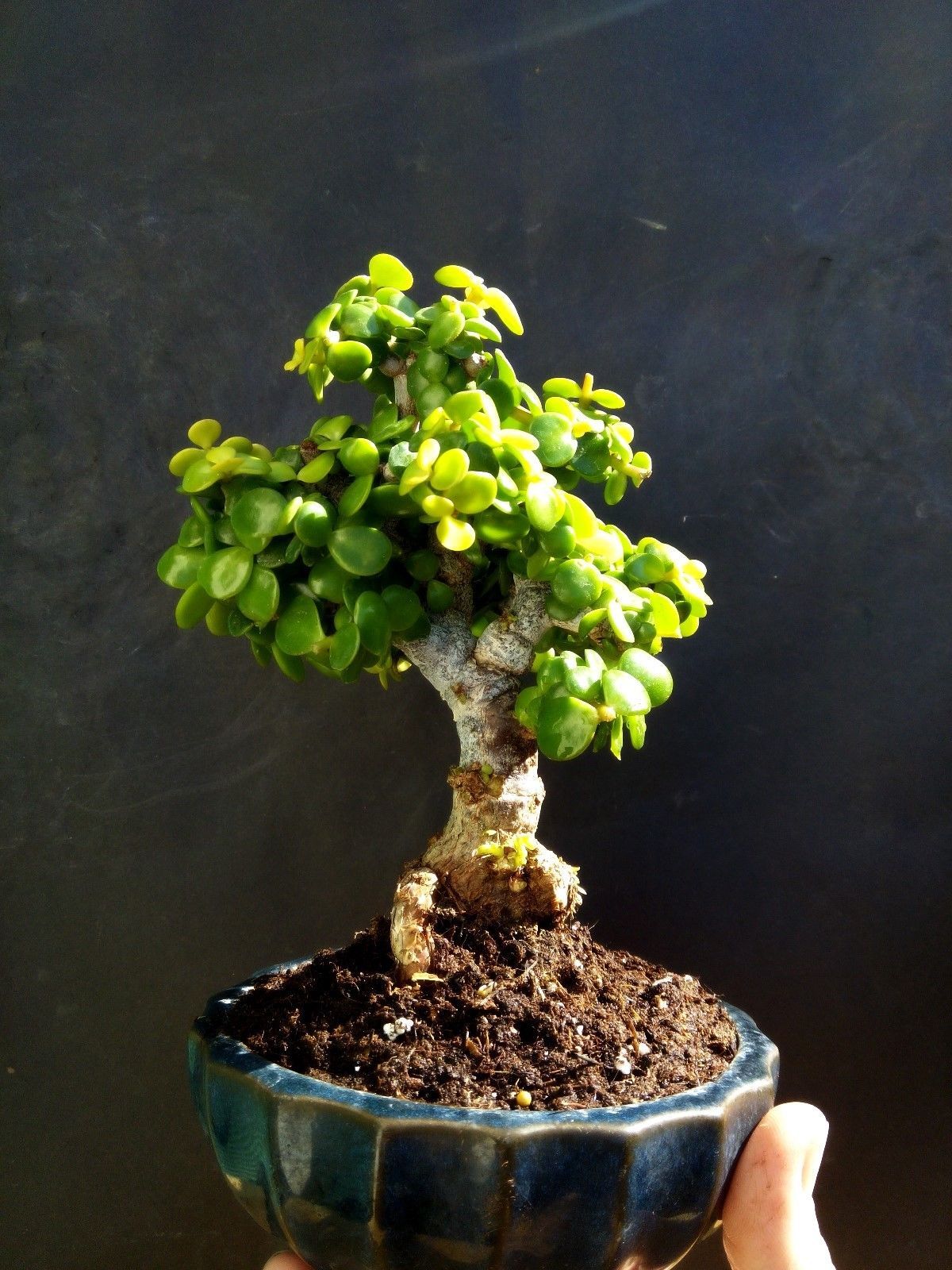 Micro Dwarf jade bonsai Portulacaria afra 12 year old