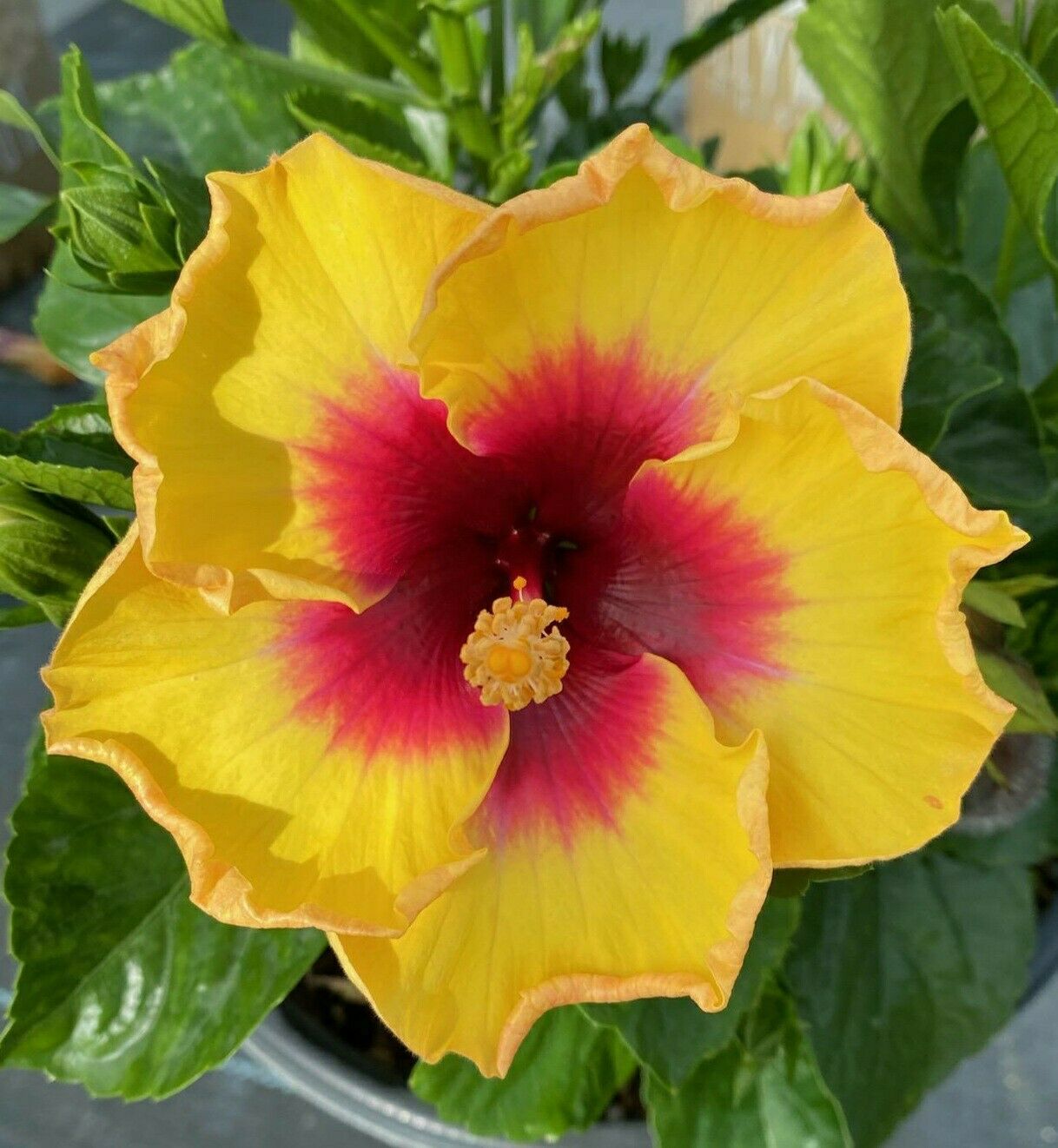 Exotic YELLOW HIBISCUS Starter Live Plant 3 To 5 Inches Tall Bushes