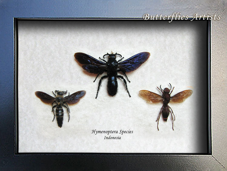 Hymenoptera Species Exotic Wasps Entomology Collectible Museum Quality ...