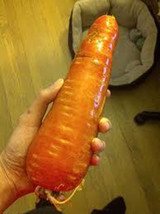 15 Giant Amazon Carrots Seeds-1123B - $2.98