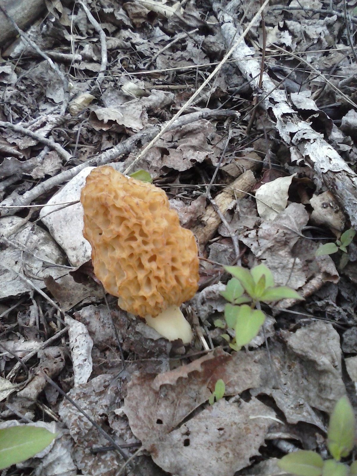 Morel Mushroom Kit Yellow Mycellium Mushrooms, Spawns & Kits
