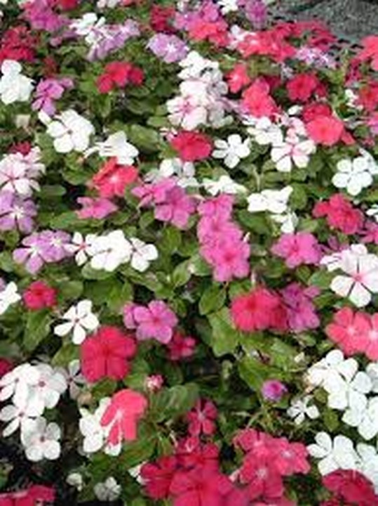 Vinca Periwinkle Mix Colors 50 Seeds Seeds
