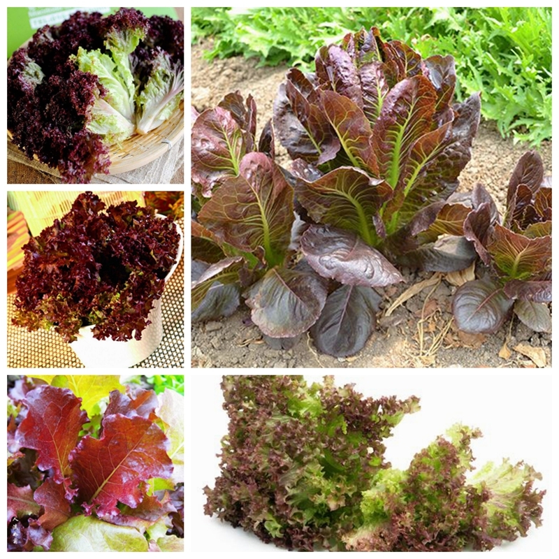 30 Purple Leaf Lettuce Seed Lactuca Sativa Delicious Vegetable Seeds