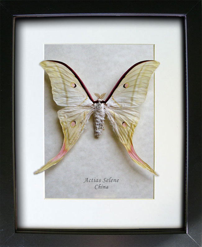 Framed Indian Moon Moth