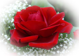 &quot;First Red Rose,&quot; an A. Rose Designs note card - $5.95+