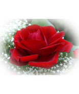 "First Red Rose," an A. Rose Designs note card - $5.95 - $85.00