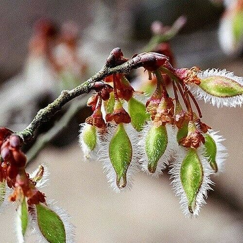 SHIP FROM US 30 Winged Elm Tree Seeds (Ulmus alata), Tree Seeds UTS04 ...