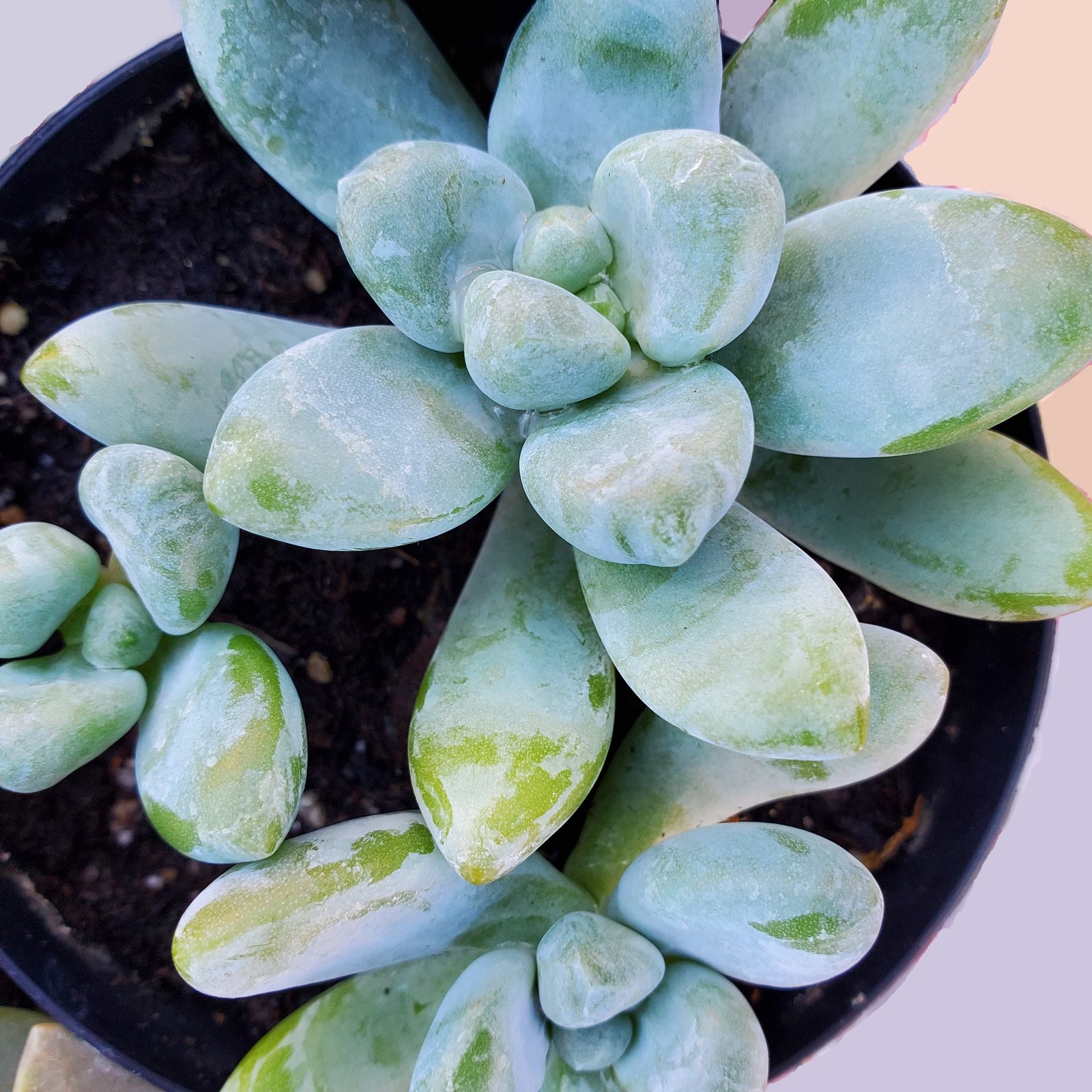 Graptosedum Succulent, Live 2 inch plant, Graptosedum Blue Giant, Sedeveria