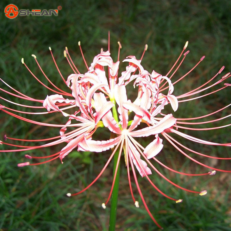 Pink Lycoris Radiata 2 Bulbs, Pink Spider Lily - 2 Bulbs - Bulbs, Roots ...