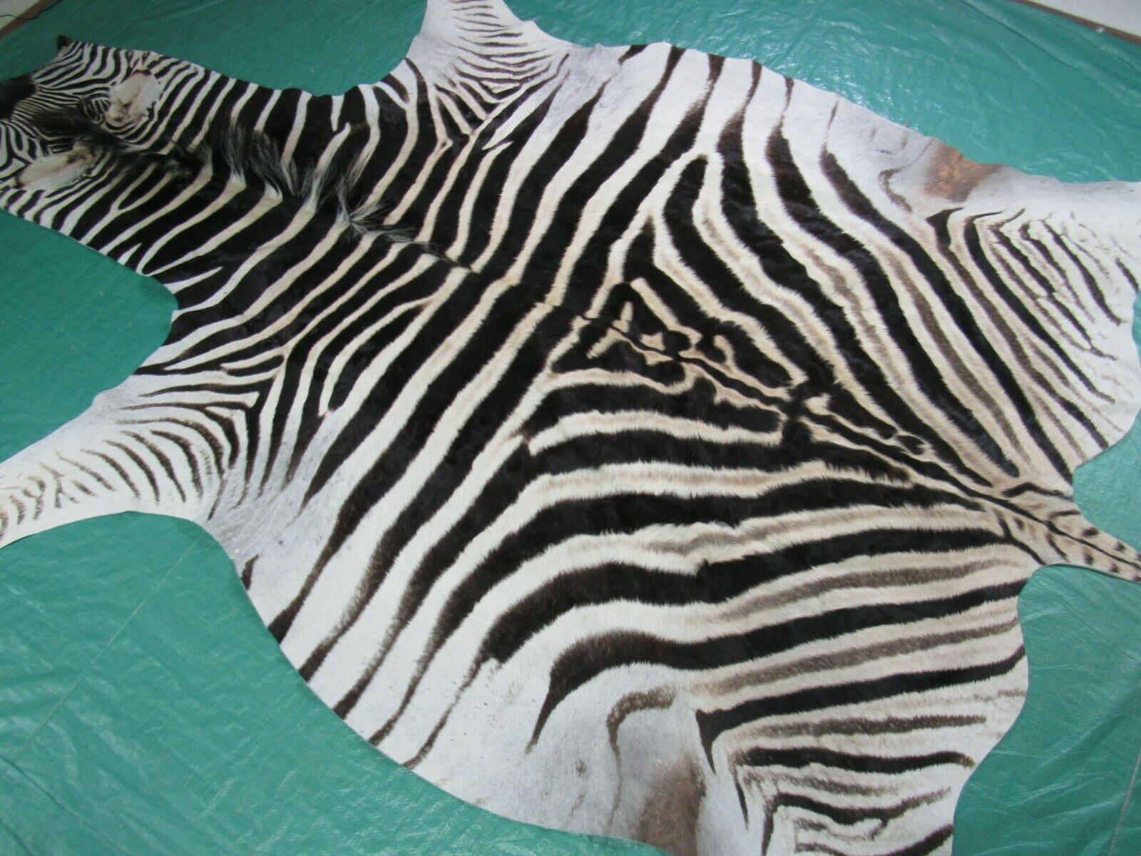 zebra rug real