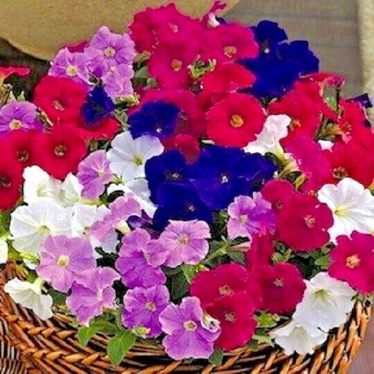 2000+DWARF PETUNIA MIX Flower Seeds and 50 similar items