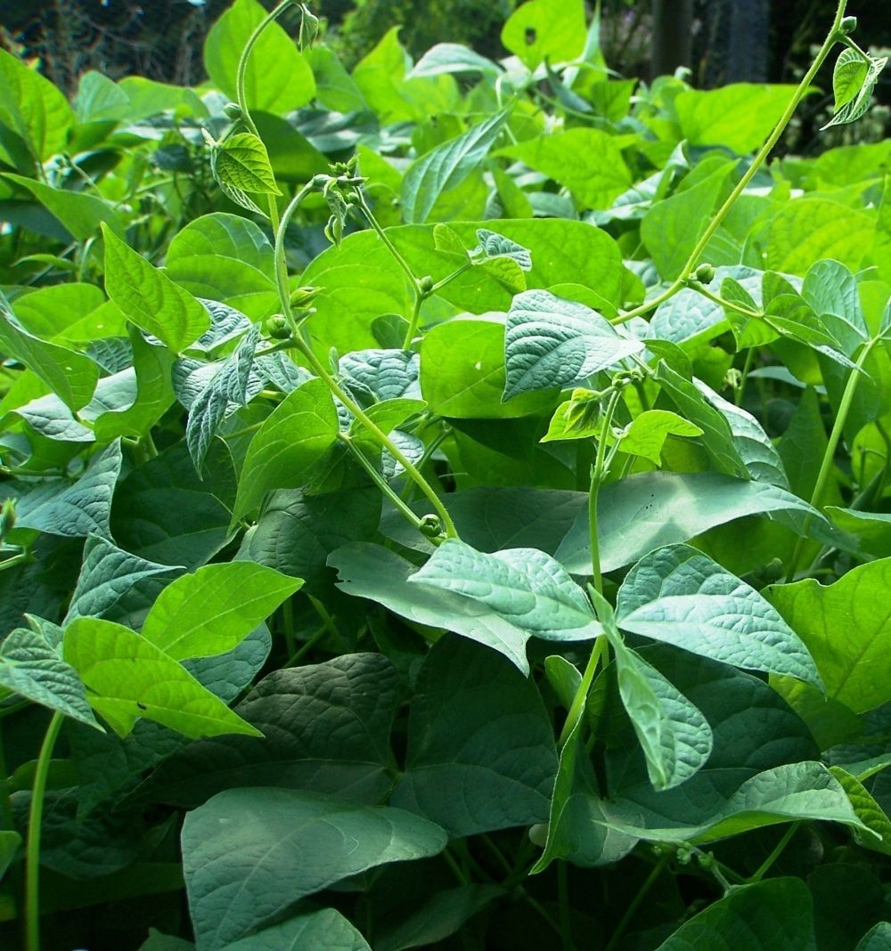 Mountaineer White Half Runner Bean Heirloom Garden Beans Vegetable 30 ...