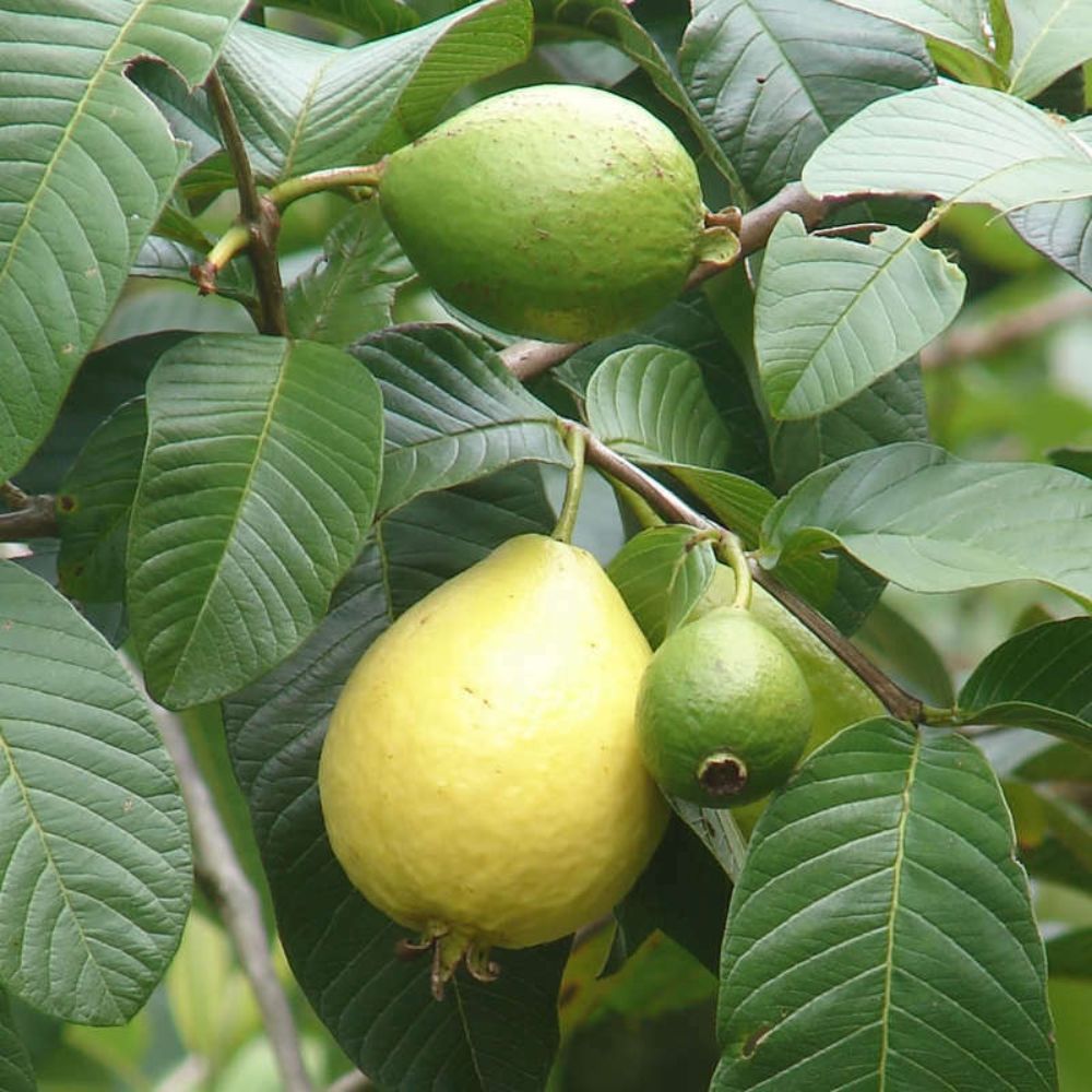 Pink Guavas (Ruby Supreme) Tropical Fruit Trees #STR11 - Plants & Seedlings