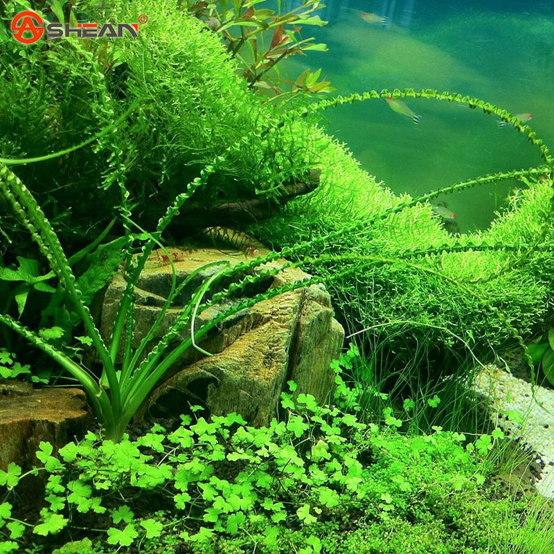 100 Aquarium Grass Aquatic Plant Seeds Family Easy Planting Ornamental ... - 1