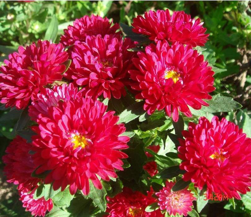150 Peony Aster Seeds Duchess Scarlet Aster FLOWER SEEDS Paeony - Outdoor Living - $53.99