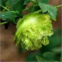 “ 10 PCS Chinese Peony Tree Seeds - Light Green Ball Type Flowers GIM ” - $15.18