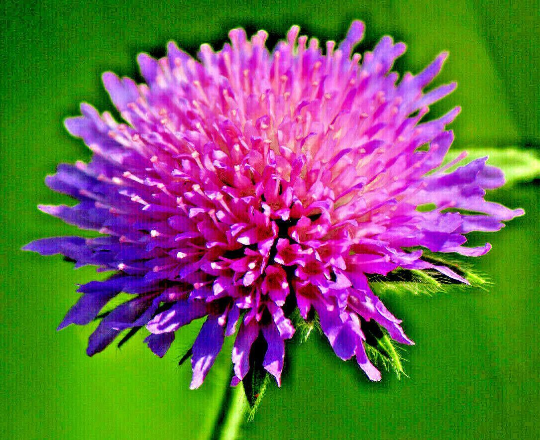 KNAUTIA, PINCUSHION FLOWERS, 118 SEEDS,PINK, HARDY, USA seller, EZ TO