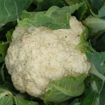 SHIPPED FROM US 500 Snowball Cauliflower Brassica Oleracea Seeds, LC03 - $19.00