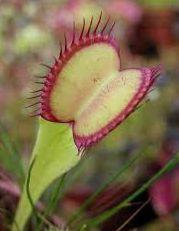 Dionaea muscipula Seiter clone red line outside Venus flytrap