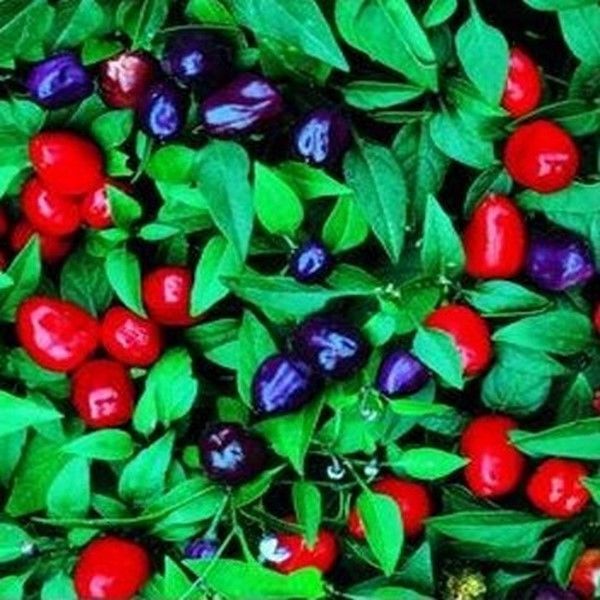 Ornamental Pepper Filius Blue 50 Seeds Seeds