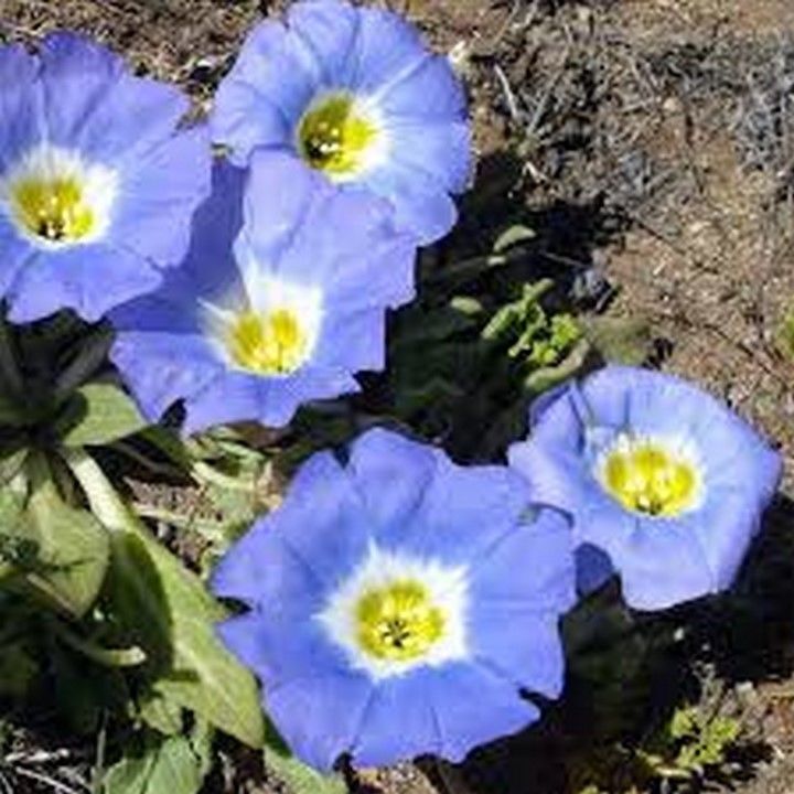 Nolana Chilean Bellflower Blue 50 Seeds Seeds