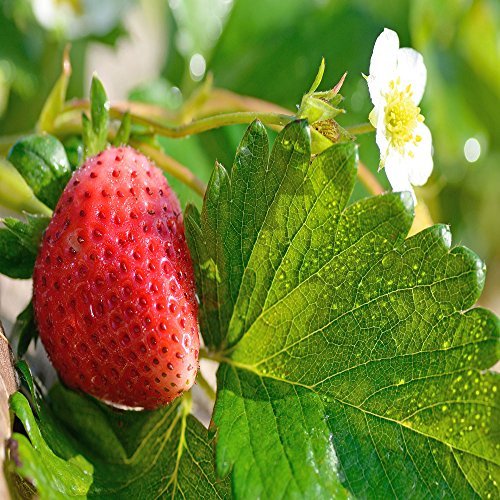Mara Des Bois Everbearing 100 Live Strawberry Plants, Non GMO