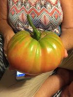 15 Rozovyi Gigant heirloom tomato  seeds-1374