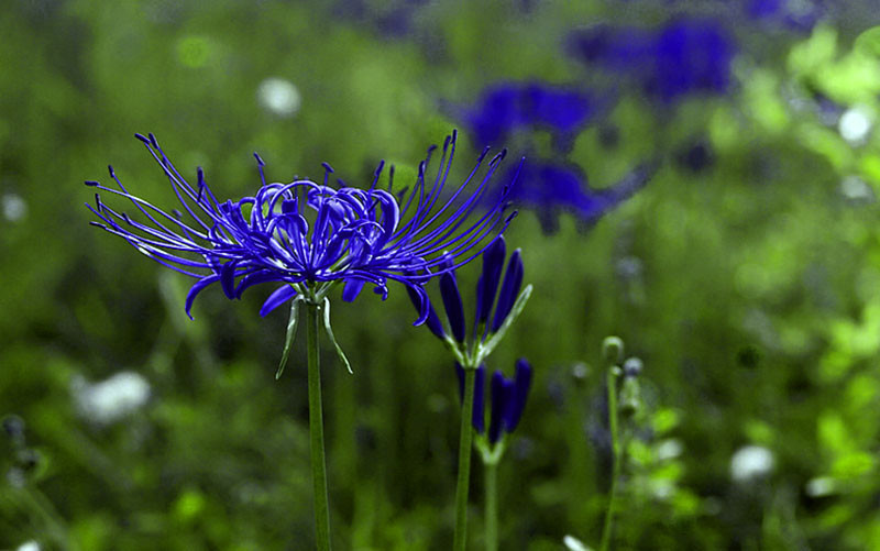 Blue Lycoris Radiata Blue Spider Lily Bulbs 5 Bulbs Bulbs Roots 