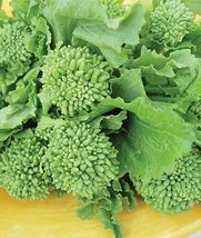 Bulk Organic Broccoli Raab (Rapini) Seed (5 lb) - $128.65