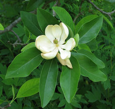 SWEETBAY MAGNOLIA, Laurel Magnolia, Swamp Magnolia qt. pot image 6