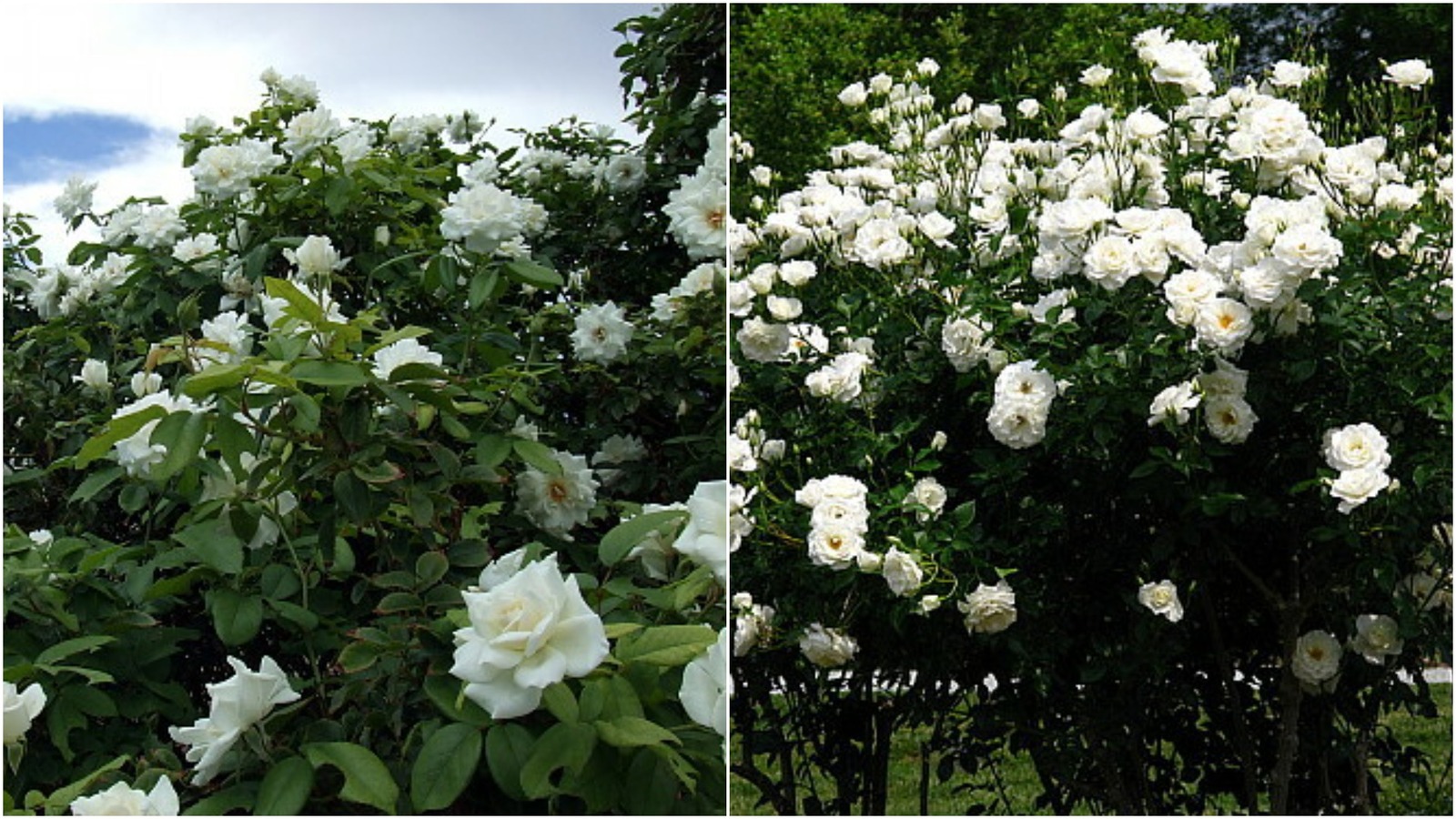 Iceberg Shrub Rose - 4 Pot - Honey Fragrance - Repeat Bloomer