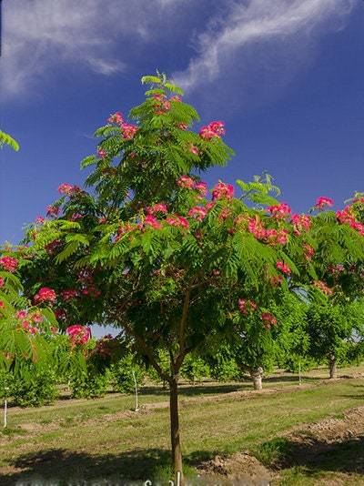 Albizia Julibrissin, Silk Tree, Pink Acacia, silky acacia, Acacia ...