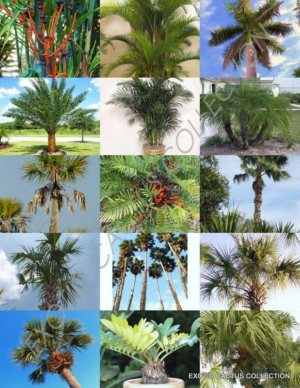 PALM TREE MIX rare palms fan exotic date florida areca hardy mixed seed ...