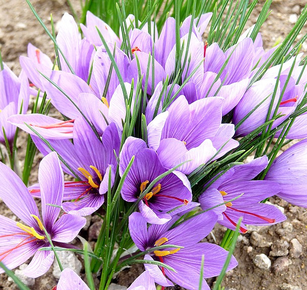 2 Bulbs True Crocus Saffron Bulbs Iran Saffron Flower Bulb Plant For
