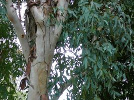 Red River Gum Eucalyptus Camaldulensis 100 Seeds MCS04 - $26.17