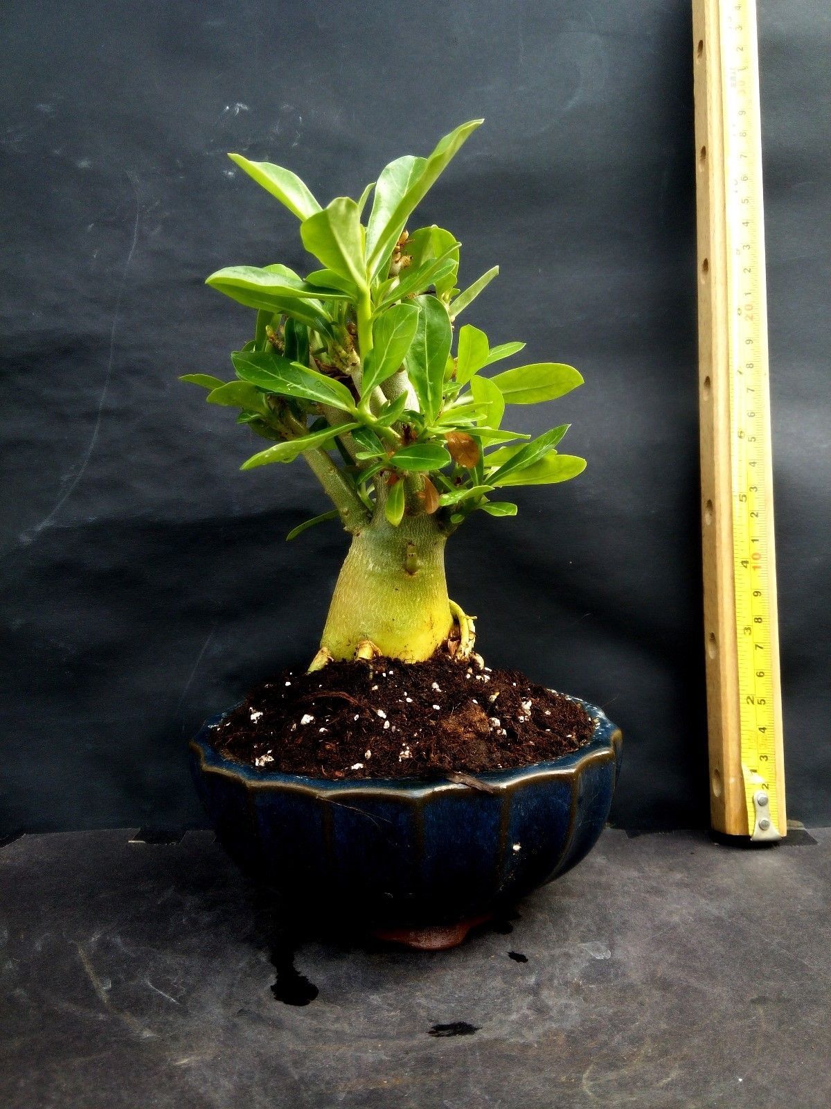Adenium obesum Bonsai (Desert Rose) Amazing plant Bonsai