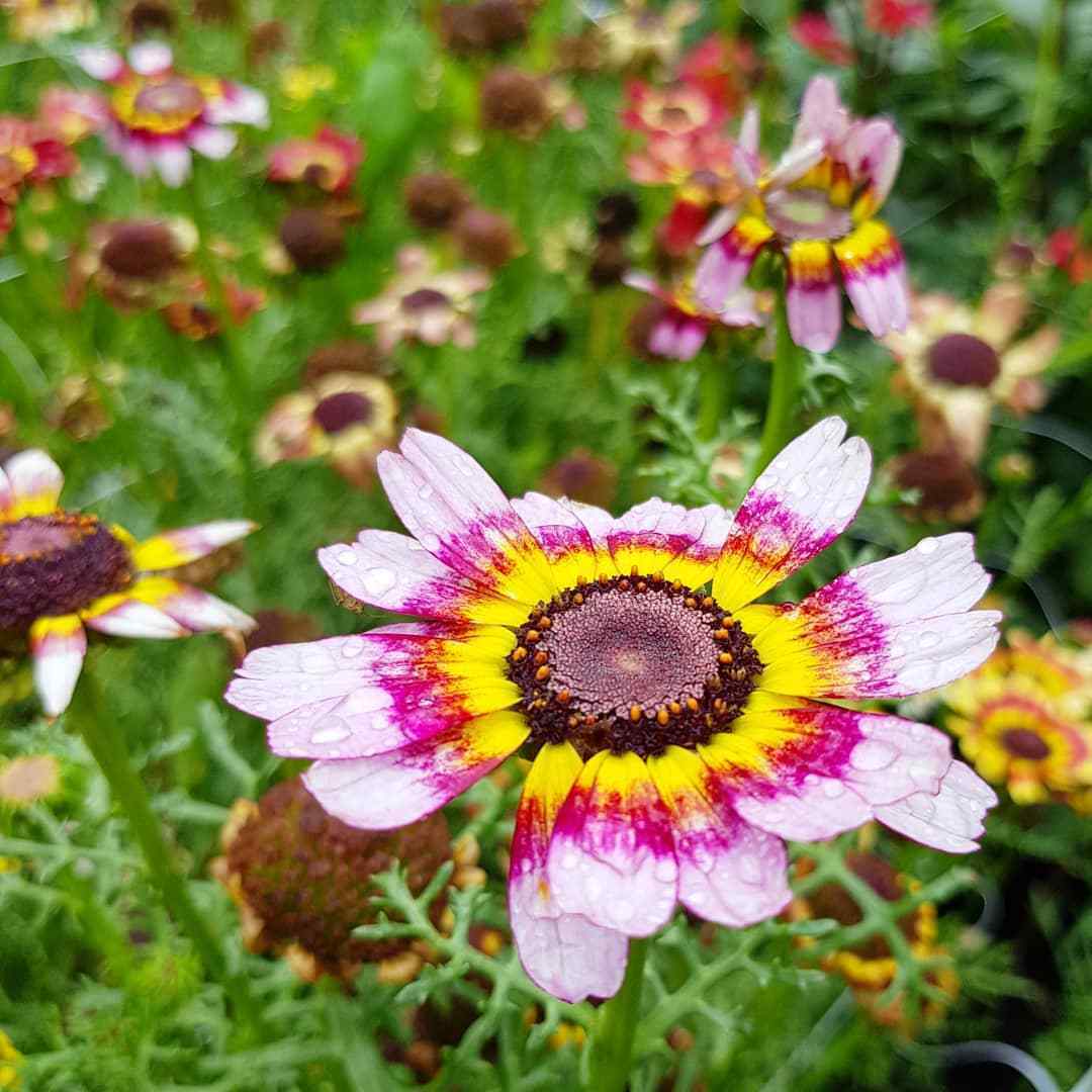 Chrysanthemum Painted Daisy Mix 200 Flower Seeds Annual & Biennial Seeds