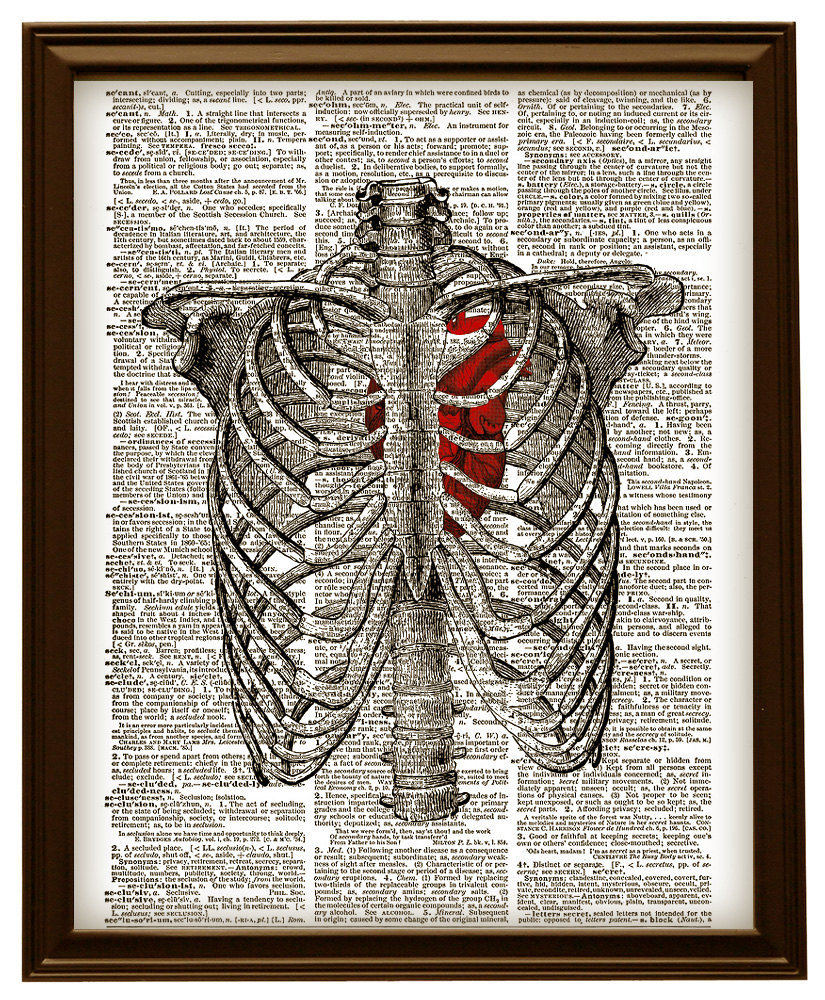 HUMAN RIB CAGE Anatomy Diagram with Red and 25 similar items
