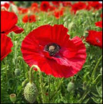 50,000 Red Flanders Poppy Seeds image 1