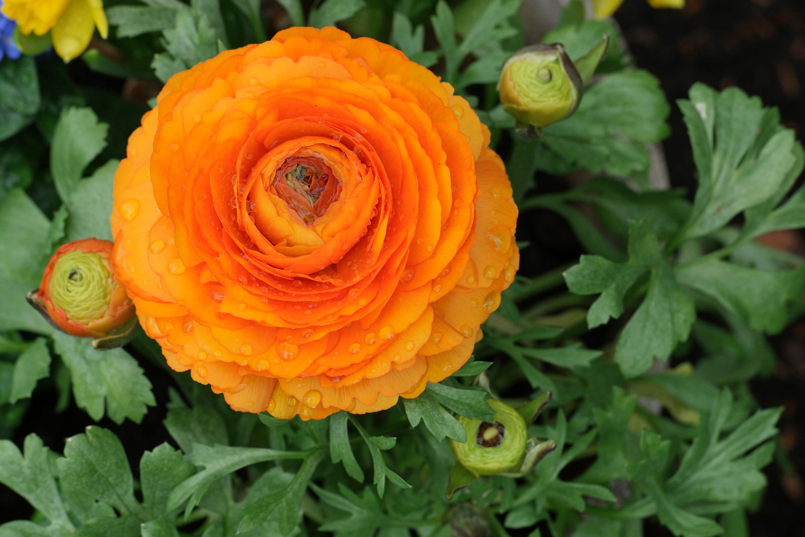 orange buttercup flower