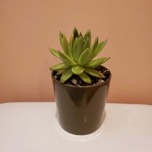 Live Succulent in Ceramic Planter, 4 inch Pot, Echeveria Agavoides Houseplant