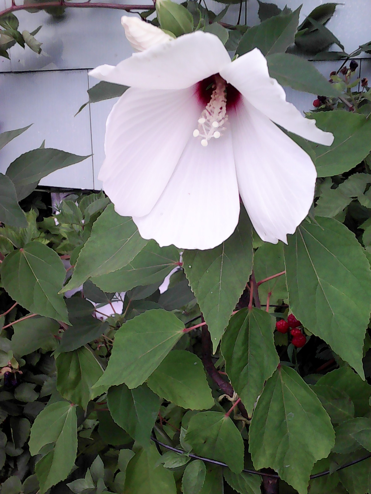 10 Hardy Giant Hibiscus moscheutos White variety 8'' Blooms flowers