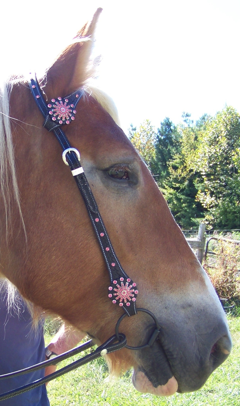 Draft Horse Black Leather One Eared Western Bridle with Pink CrystalsLarge Draf Bridles