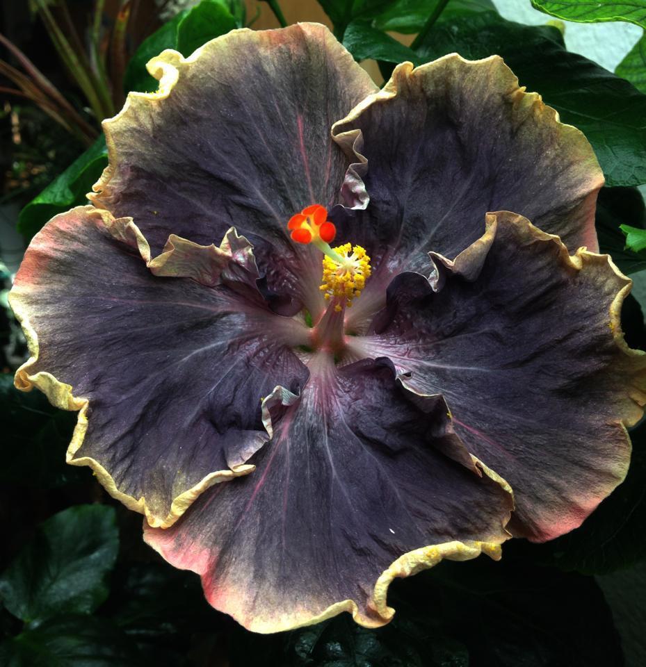 10 Rare Yellow Black Hibiscus Seeds Perennial Hardy Flower Garden