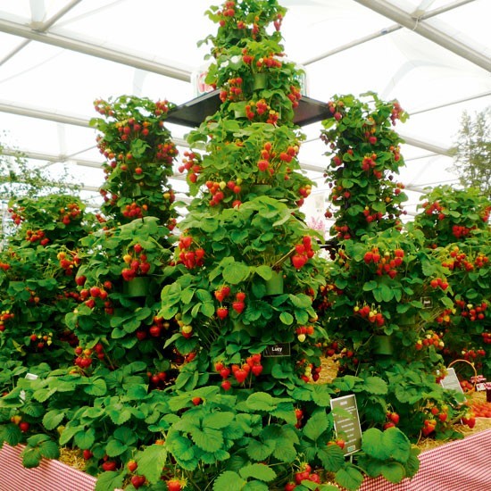 Strawberry Climbing Strawberry Fruit Plant Seeds Home Garden New 100