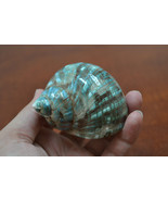 green mother of PEARL JADE TURBO sea shell hermit crab 2&quot; - 2 1/2&quot; 7064 - $7.00