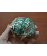 green mother of PEARL JADE TURBO sea shell hermit crab 3&quot; - 3 1/2&quot; #7065 - $9.00
